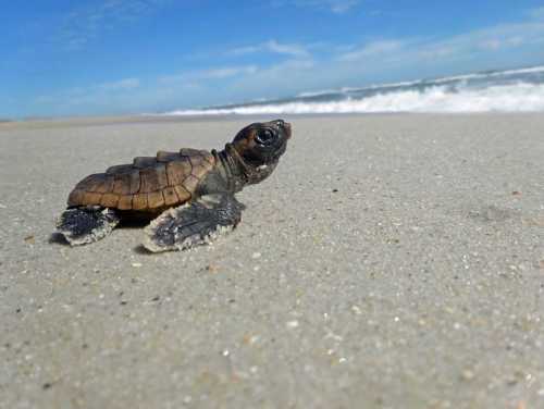 A small turtle crawls across sandy beach towards the ocean under a clear blue sky.