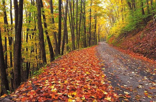 A winding road through a forest, lined with vibrant autumn leaves in shades of orange, yellow, and red.