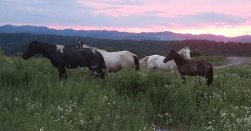 A group of horses, including black and white ones, stands in a grassy field against a colorful sunset backdrop.