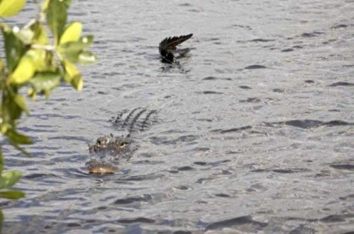 An alligator swims in a body of water, with a bird flying above it and green foliage on the left.