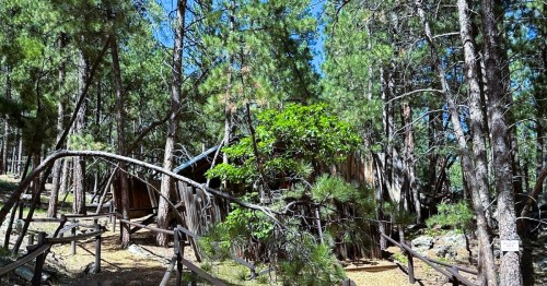 A tilted cabin in a wooded area featuring twisted trees at Cosmos Mystery Area, a roadside attraction in SD.