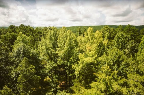 A lush green forest with a variety of trees under a partly cloudy sky.