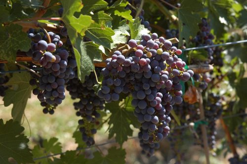 Bunches of ripe purple grapes hanging from a vine, surrounded by green leaves.