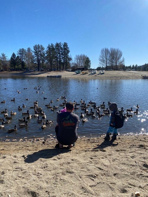 A person and a child observe ducks by a serene lake on a sunny day, surrounded by trees and a sandy shore.