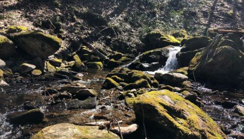A serene stream flows over moss-covered rocks in a lush, green forest setting.