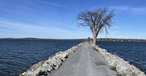 A rocky path leads to a solitary tree by the water, under a clear blue sky.