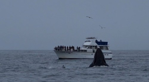 A whale surfaces near a boat with people observing, surrounded by calm waters and a gray sky.