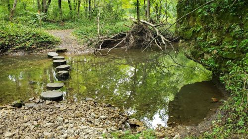 A serene forest scene featuring stepping stones across a calm pond, surrounded by lush greenery and tree roots.