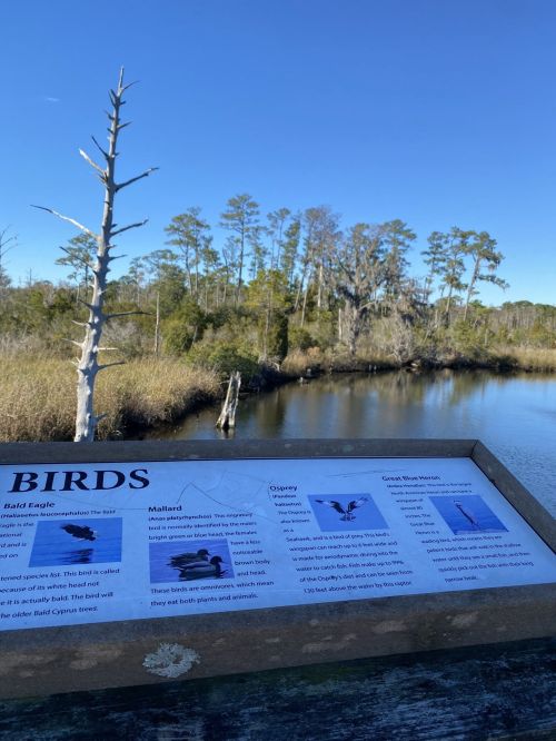 A sign about birds near a calm river, surrounded by trees and a clear blue sky.