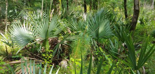 Lush green forest scene featuring large fan-shaped palm leaves among dense vegetation.