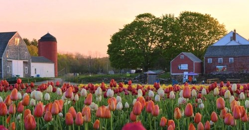 A vibrant field of tulips in various colors, with a rustic farm and silo in the background during sunset.