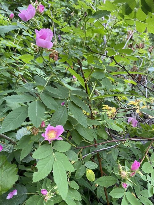 A cluster of pink wild roses surrounded by green leaves in a lush, natural setting.