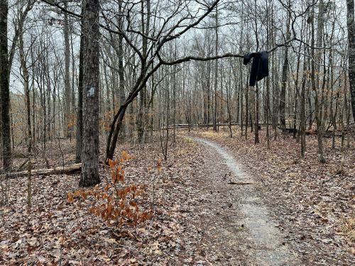 A winding trail through a bare forest, with a black jacket hanging from a tree branch. Fallen leaves cover the ground.