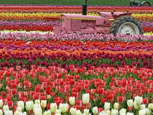 A pink tractor amidst vibrant rows of blooming tulips in various colors.