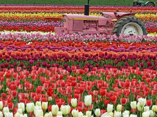 A pink tractor amidst vibrant rows of blooming tulips in various colors.