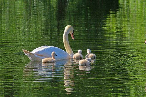 A swan swims gracefully on a calm lake, accompanied by five fluffy cygnets.
