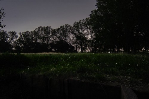 A dark landscape featuring a grassy field and silhouetted trees under a night sky.