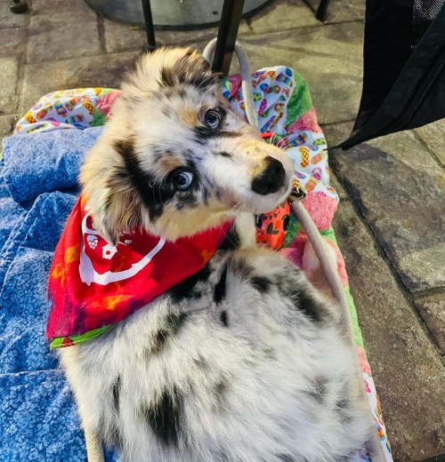 A fluffy dog with blue eyes and a colorful bandana rests on a cozy blanket outdoors.