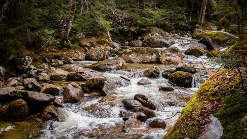 A serene stream flows over rocks, surrounded by lush green trees and mossy stones in a tranquil forest setting.