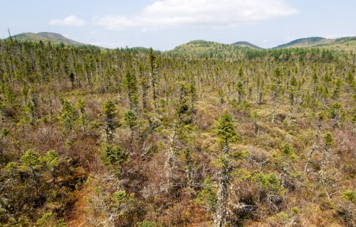 A vast landscape of dense coniferous trees and shrubs under a partly cloudy sky, with distant hills in the background.