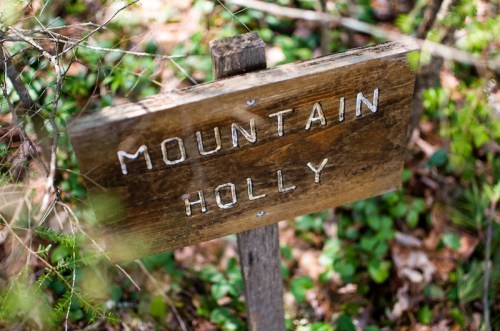 Wooden sign reading "Mountain Holly" in a forested area with greenery in the background.