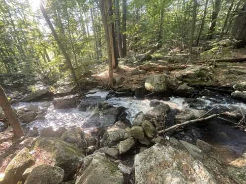 A serene forest scene featuring a flowing stream surrounded by rocks and lush green trees.