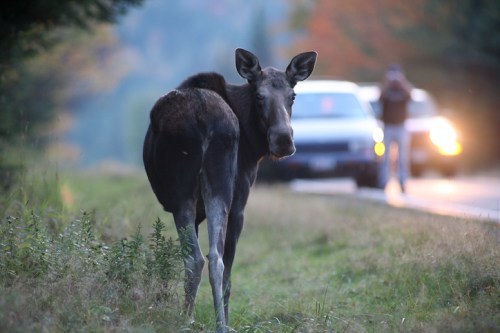 A moose stands by the roadside, with a person and a car blurred in the background amidst a forested landscape.