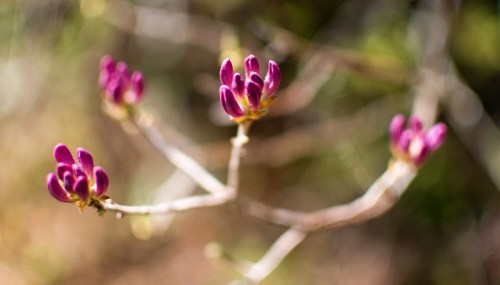 Close-up of purple flower buds on a branch, with a blurred natural background.