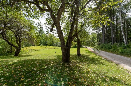 A serene landscape featuring trees and a grassy area, with a dirt road lined by tall trees in the background.
