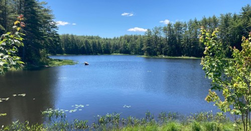 A serene lake surrounded by lush green trees under a clear blue sky, with gentle ripples on the water's surface.