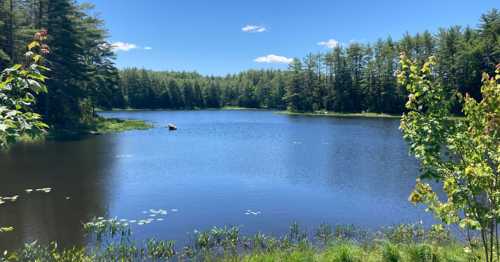 A serene lake surrounded by lush green trees under a clear blue sky, with gentle ripples on the water's surface.