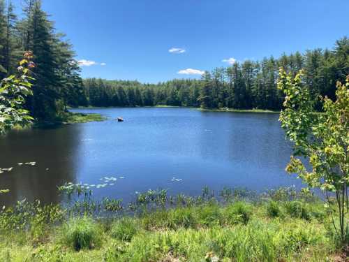 A serene lake surrounded by lush greenery and tall trees under a clear blue sky.