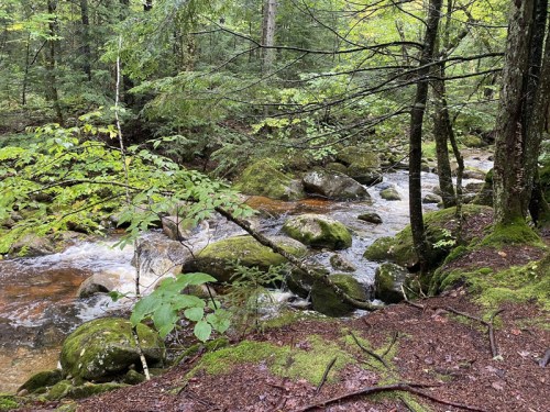 A serene forest scene featuring a flowing stream surrounded by moss-covered rocks and lush green trees.