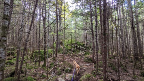 A dog stands on a forest path surrounded by tall trees and moss-covered rocks.