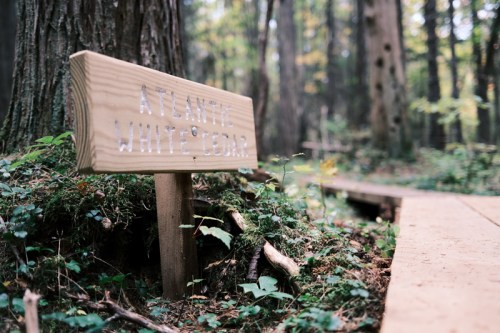 A wooden sign reading "Atlantic White Cedar" in a forested area with greenery and a wooden path nearby.