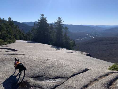 A dog stands on a rocky outcrop, overlooking a valley and distant mountains under a clear blue sky.