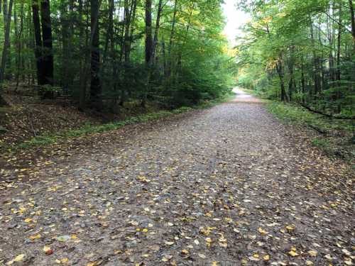 A serene forest path lined with trees, covered in fallen leaves, leading into the distance.