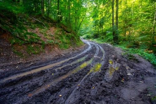 A winding dirt path through a lush green forest, with muddy tracks and puddles reflecting sunlight.