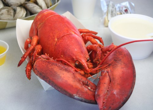 A bright red lobster served in a white container, with a side of butter and clam chowder in the background.
