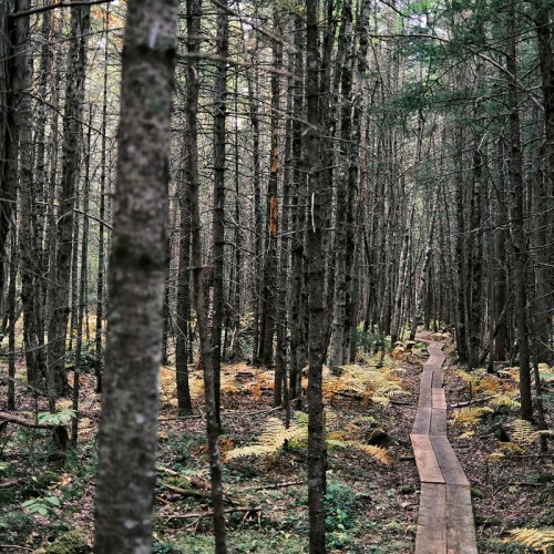 A wooden path winding through a dense forest of tall trees and ferns, creating a serene natural scene.