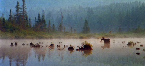 A misty lake surrounded by trees, with a moose standing in the water among rocks and fog.
