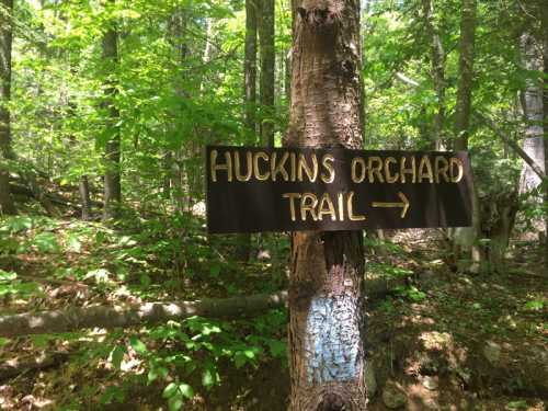 A wooden sign on a tree points to the Huckins Orchard Trail in a lush, green forest.