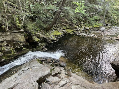 A serene forest scene featuring a flowing stream surrounded by moss-covered rocks and lush greenery.