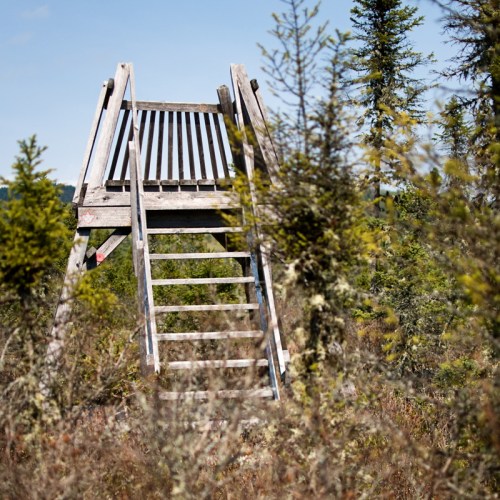 A wooden observation tower surrounded by tall shrubs and trees under a clear blue sky.