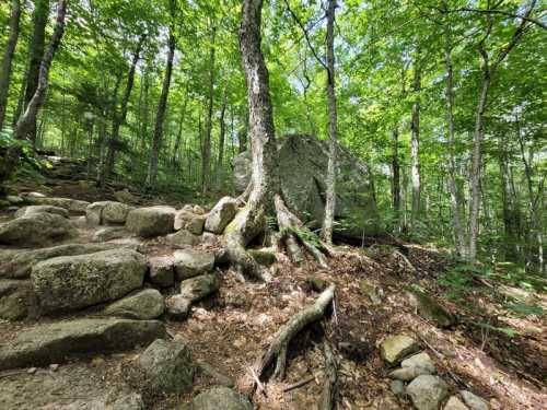 A large boulder surrounded by trees and rocky terrain in a lush green forest. Sunlight filters through the leaves.