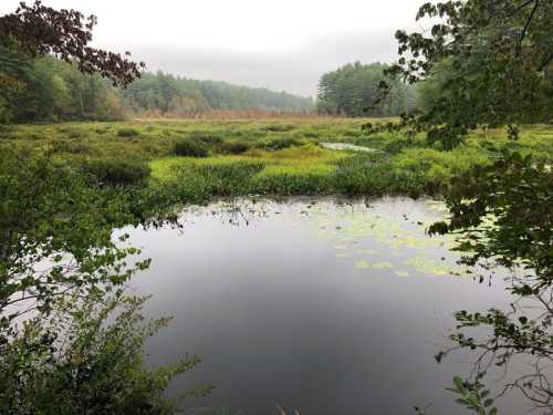 A serene wetland scene with still water, lush greenery, and misty trees in the background.