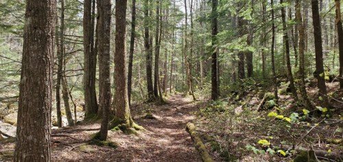 A serene forest path lined with tall trees and dappled sunlight filtering through the leaves.