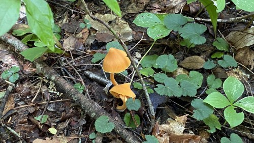 Two orange mushrooms grow among green leaves and fallen branches in a forest setting.