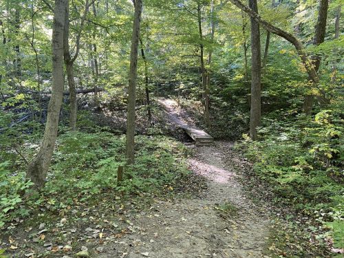 A serene forest path winding through lush greenery, with a small wooden bridge in the background.