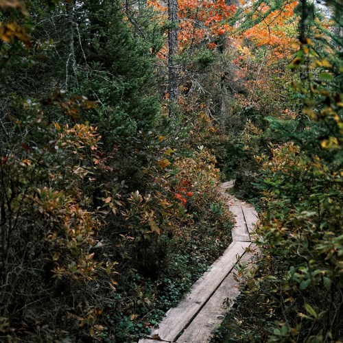A winding wooden path through a colorful forest with autumn foliage.